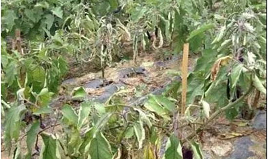 圖片3.jpg 圖片3.jpg